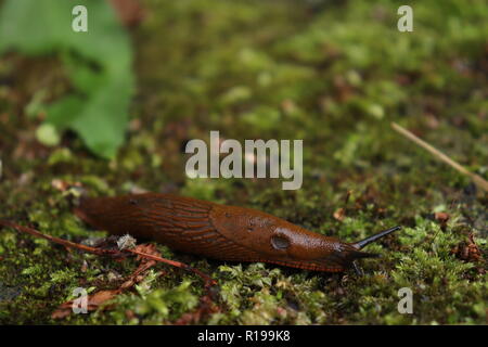 Giant European Red Slug  after the rain Stock Photo