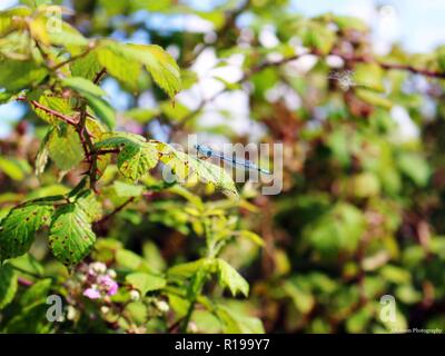 A blue dragonfly/damselfly resting in the sun on the leaves of a bush at South Hanningfield Resevoir Stock Photo