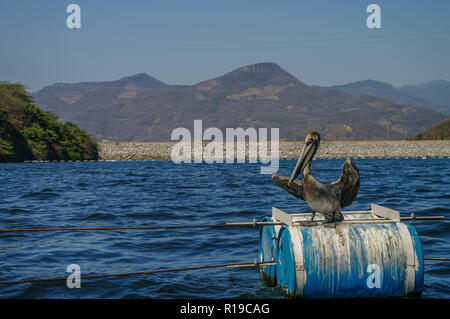 Pelican in  Chicoasen Hydroelectric  Reservoir in  the end of Sumidero Canyon in Chiapas State in southern Mexico Stock Photo