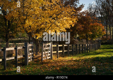 A Line of Trees Alongside a Wooden Post and Rail Fence in Autumn Stock Photo