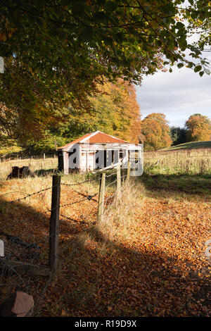 Beech Trees Surrounding a Dilapidated Wooden Hut in Aberdeenshire Stock Photo