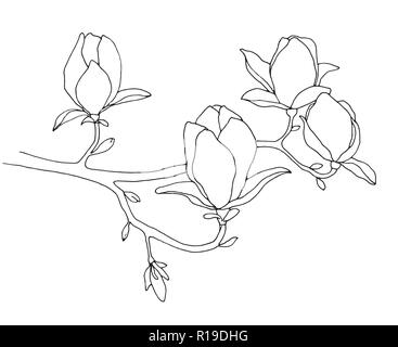 Sketch of spring flowers. Magnolia isolated on white background. Vector illustration Stock Vector