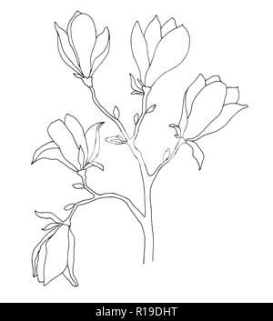 Sketch of spring flowers. Magnolia isolated on white background. Vector illustration Stock Vector