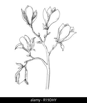 Sketch of spring flowers. Magnolia isolated on white background. Vector illustration Stock Vector