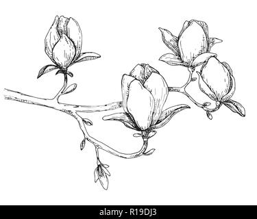 Sketch of spring flowers. Magnolia isolated on white background. Vector illustration Stock Vector