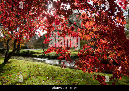 the vibrant colours of red maple tree (Acer rubrum) in autumn, Surrey, England Stock Photo