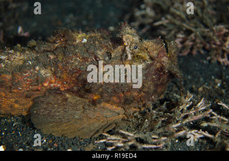 Horrid Stonefish, Synanceia horrida, Night dive, TK1 dive site, Lembeh Straits, Sulawesi, Indonesia Stock Photo