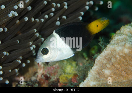 Female Blackeye Thicklip Wrasse, Hemigymnus melapterus, Magic Rock dive site, Lembeh Straits, Sulawesi, Indonesia Stock Photo