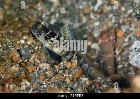 Ventral-Barred Shrimpgoby, Cryptocentrus sericus, and Snapping Shrimp, Alpheus sp, at hole entrance, Police Pier site, Lembeh Straits, Indonesia Stock Photo