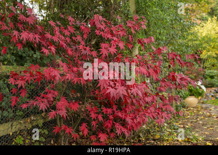 Acer Palmatum Bloodgood, a Japanese maple, in autumn in a Devon garden. Stock Photo