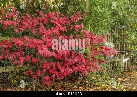 Acer Palmatum Bloodgood, a Japanese maple, in autumn in a Devon garden. Stock Photo