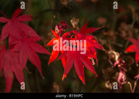 Acer Palmatum Bloodgood, a Japanese maple, in autumn in a Devon garden. Stock Photo