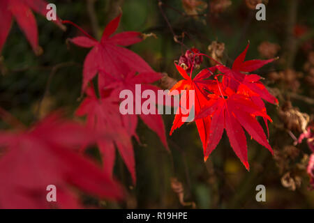 Acer Palmatum Bloodgood, a Japanese maple, in autumn in a Devon garden. Stock Photo