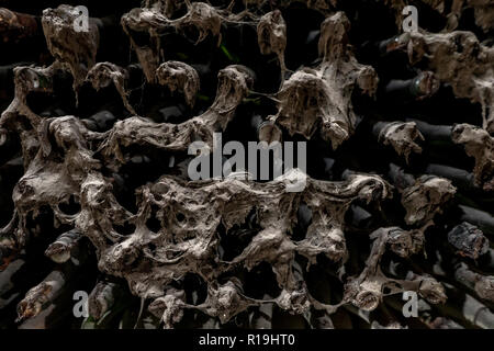 Old dusty wine bottles covered in mold in vintage wine cellar Stock Photo