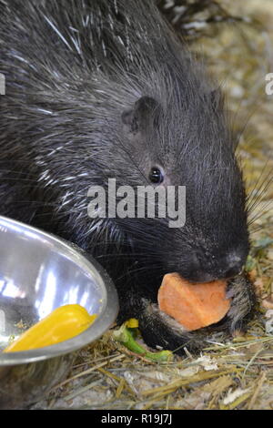 Porcupine at the ARK Wildlife Park and Rescue Sanctuary - Stickney, Lincolnshire, UK Stock Photo