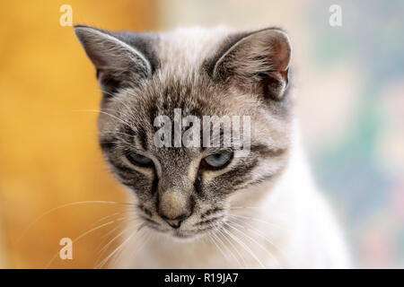 Young, cute cat close-up portrait photo with bokeh background. Stock Photo