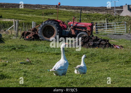 Crofting and Massey Ferguson 135 Tractor, Hoy, Orkney. Stock Photo