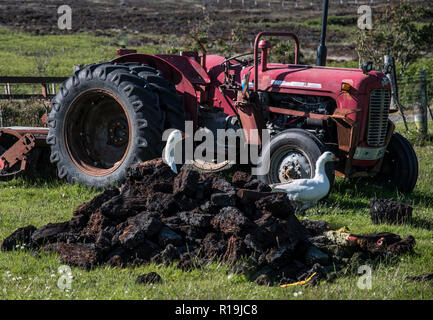 Crofting and Massey Ferguson 135 Tractor, Hoy, Orkney. Stock Photo