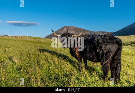 view of Ward Hill, with cottage, Hoy, Orkney with highland cattle Stock Photo