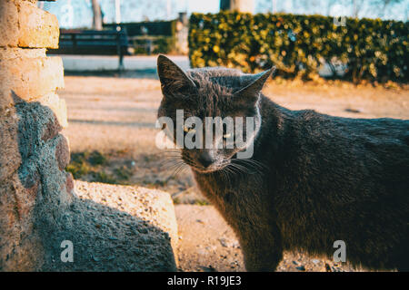 Stray gray cat in a city park Stock Photo
