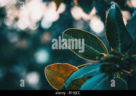 Green leaves of ligustrum lucidum in nature Stock Photo