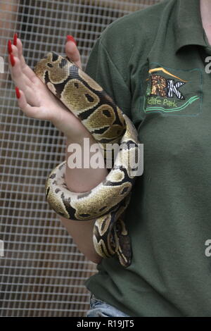 Snake keeper demonstration at the ARK Wildlife Park and Rescue Sanctuary - Stickney, Lincolnshire, UK Stock Photo