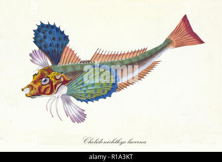 Ancient colorful illustration of Tub Gurnard fish (Chelidonichthys lucerna), isolated element on white background. By Edward Donovan The Natural History of British Fishes. London 1802 Tub Gurnard Stock Photo