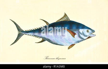 Ancient colorful illustration of Atlantic Bluefin Tuna (Thunnus thynnus), side view of the big bluish fish, isolated element on white background. By Edward Donovan. London 1802 Stock Photo