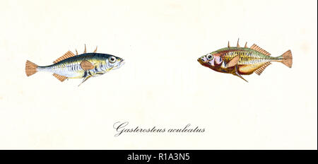 Two opposite colorful little fishes called Three-Spined Stickleback (Gasterosteus aculeatus), side view, isolated element on white background. By Edward Donovan. London 1802 Stock Photo
