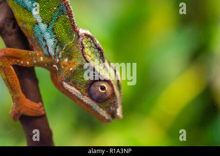 lizard panther chameleon - Furcifer pardalis