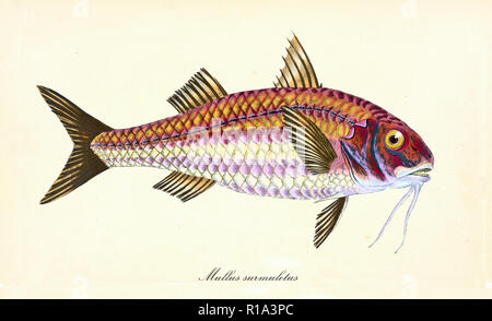 Striped red mullet, surmullet, Mullus surmuletus, goatfish ...