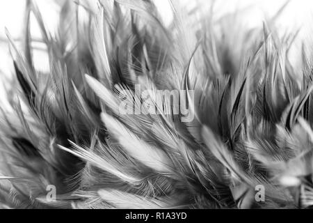 black and white blur style chicken feather texture background Stock Photo