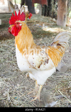 Modern white chicken in farm, production of meat Stock Photo