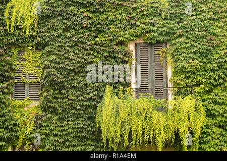 Window of an ancient building with walls completely covered by ivy Stock Photo