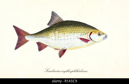 Ancient colorful illustration of Common Rudd (Scardinius erythrophthalmus), side view of the big dark yellow fish with red fins, isolated element on white background. By Edward Donovan. London 1802 Stock Photo