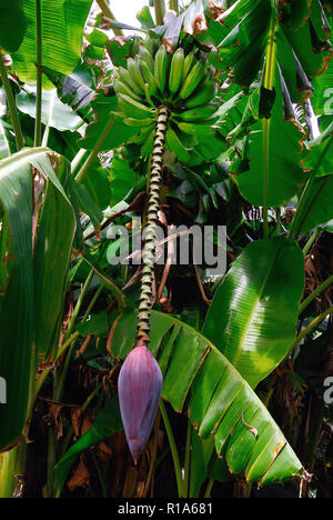 Aeolian islands, Sicily, Italy. Island of Vulcano. In the Aeolian islands it is not difficult to meet exotic botanical species. Banana plant, Banana 'tree' showing fruit and inflorescence Stock Photo