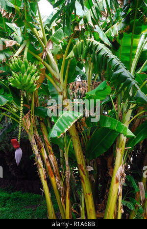 Aeolian islands, Sicily, Italy. Island of Vulcano. In the Aeolian islands it is not difficult to meet exotic botanical species. Banana plant, Banana 'tree' showing fruit and inflorescence Stock Photo