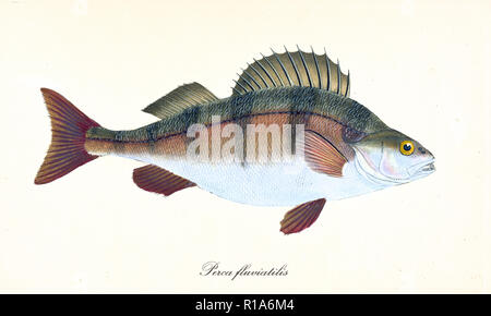 Ancient colorful illustration of European Perch (Perca fluviatilis), side view of the fish with its multicolored skin, isolated element on white background. By Edward Donovan. London 1802 Stock Photo