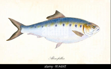 Ancient colorful illustration of Twait Shad (Alosa fallax), side view of the big fish with its multicolor skin, isolated element on white background. By Edward Donovan. London 1802 Stock Photo