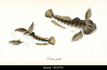Ancient colorful illustration of European bullhead (Cottus gobio), top view and bottom view of the strange brownish fish, isolated elements on white background. By Edward Donovan. London 1802 Stock Photo