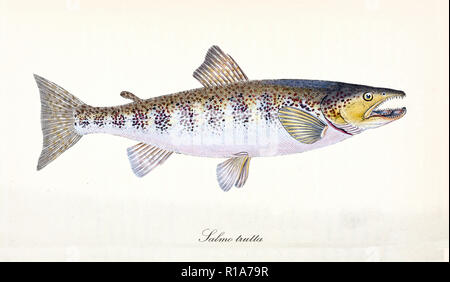 Ancient colorful illustration of River Trout (Salmo trutta), sid view of the fish with its dotted skin on back and pink stomach, isolated elements on white background. By Edward Donovan. London 1802 Stock Photo