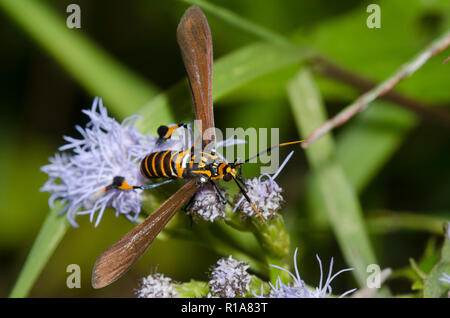 Texas Wasp Moth, Horama panthalon, on mist flower, Conoclinium sp. Stock Photo