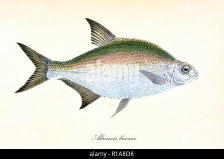 Ancient colorful illustration of Common Bream (Abramis brama), side view of the multicolored fish with its long pointed fins, isolated elements on white background. By Edward Donovan. London 1802 Stock Photo