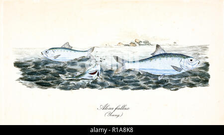 Ancient colorful illustration of Twaite Shad (Alosa fallax), side view of the silvery fishes swimming in the sea, their natural environment. By Edward Donovan. London 1802 Stock Photo
