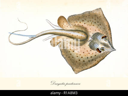 Ancient colorful illustration of Common Stingray (Dasyatis pastinaca), top view of the brown bright ray with its long tail, isolated elements on white background. By Edward Donovan. London 1802 Stock Photo