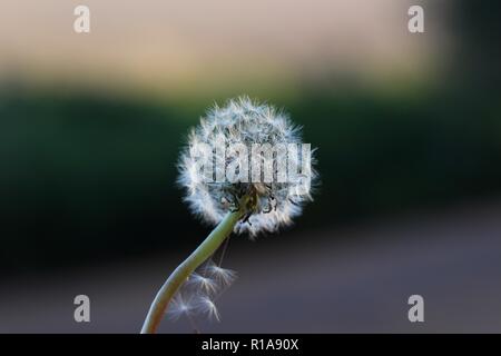Close up of a dandelion clock seeded head Stock Photo
