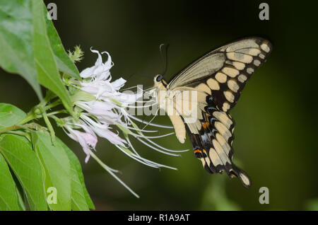 Western Giant Swallowtail, Heraclides rumiko Stock Photo