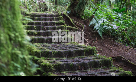 Rock steps covered with moss on a jungle track Stock Photo
