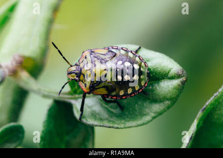 Nezara viridula or green stink bug. Stock Photo