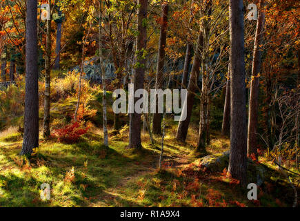 Woodland in autumn colours at Thirlemere in the Lake District, England Stock Photo